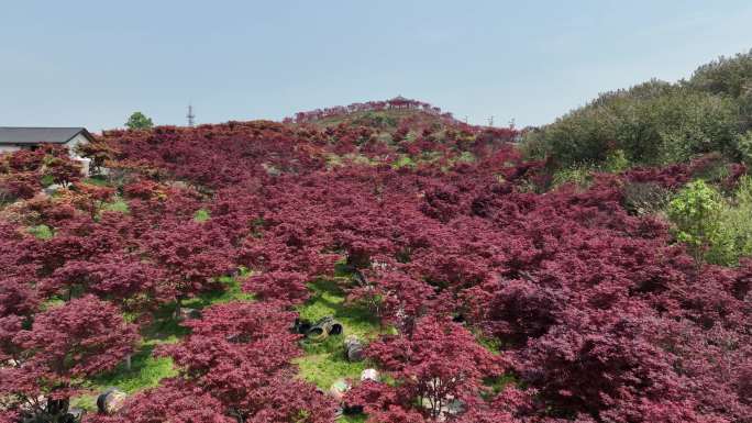 重庆市巴南区南湖多彩植物园