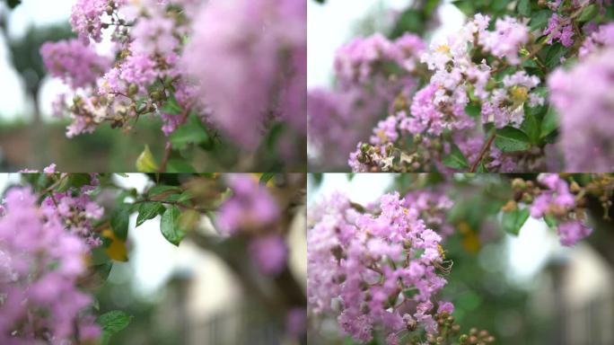 春天满山开花粉色花瓣树枝开花花朵