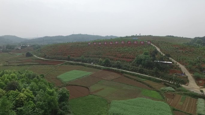 湖南油茶标准示范基地茶油茶山基地