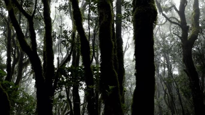 阿纳加的热带迷雾森林，具有巨大的植被生物多样性