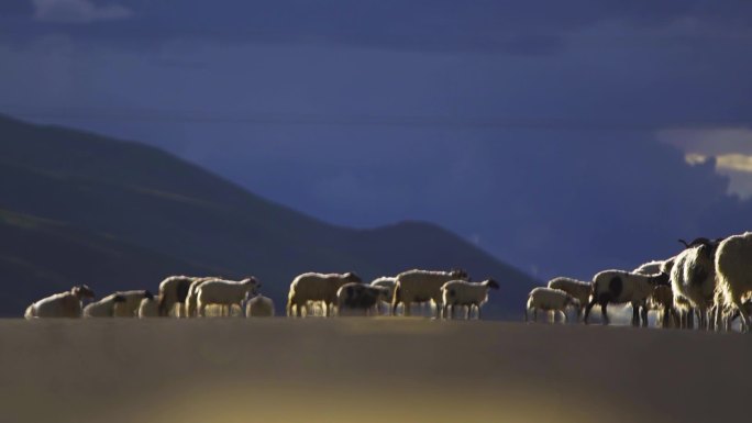 羊羔 养羊 牧羊人 农业 草原羊 羊圈