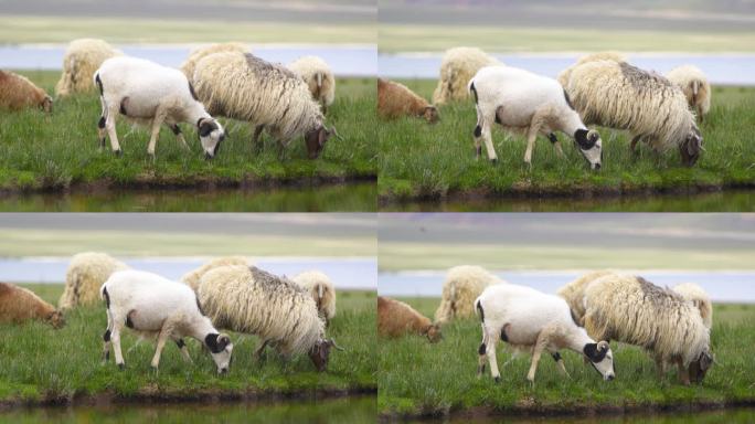 可爱 牧羊人 放牧 山丘 草地 绵羊农场