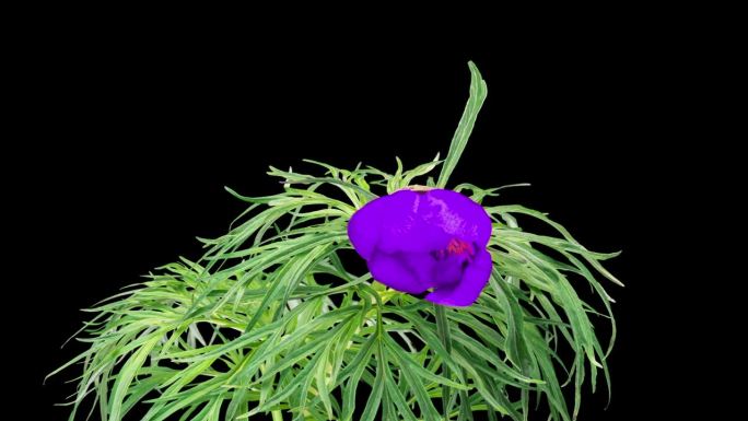 紫开花薄叶牡丹黑底开花，珍稀品种，红皮书，生态，自然抢救。