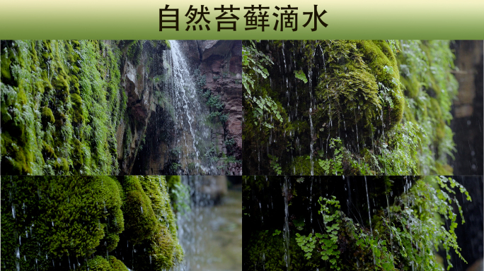 下雨天 雨景 树叶滴水 苔藓滴水