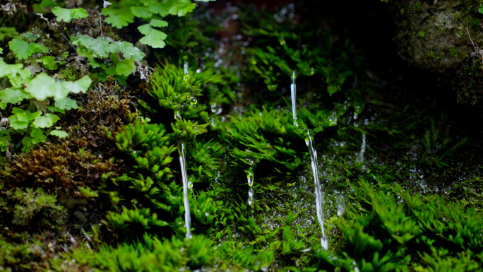 下雨天 雨景 树叶滴水 苔藓滴水