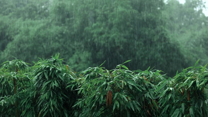 下雨天竹林雨滴空镜