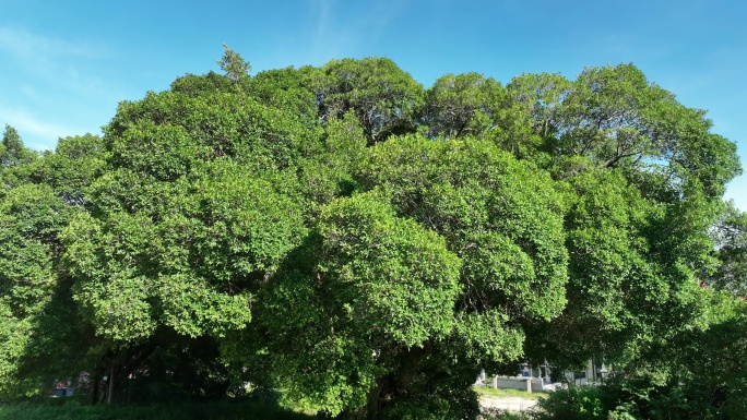 树林蓝天白云森林天空榕树苍天大树古榕树王