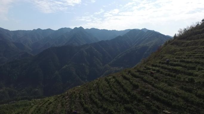 茶山茶园梯田采茶茶人采摘茶叶