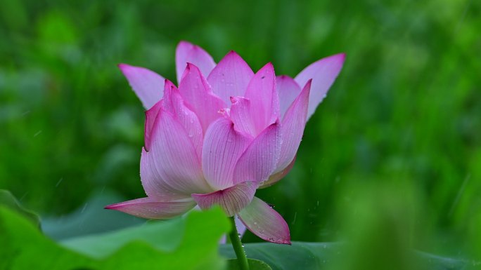 雨中荷花