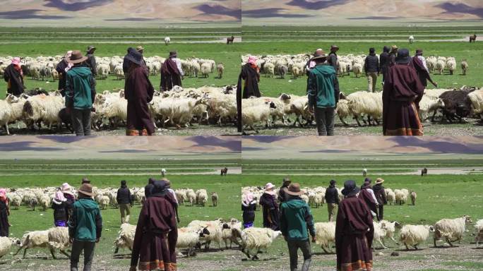 山坡 放羊 羊吃草 羊群 山区 草坡山羊