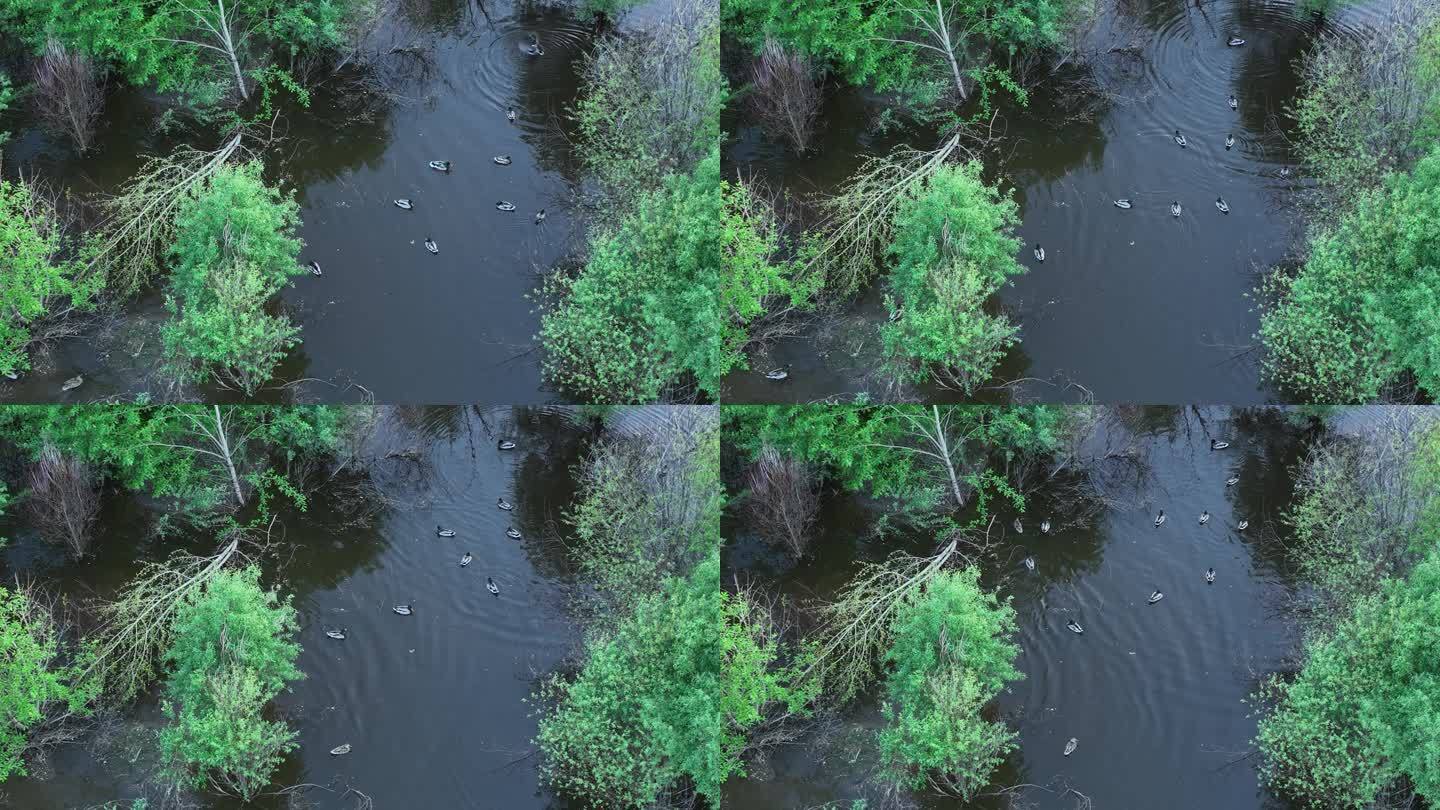 森林湿地水泡栖息的野鸭子