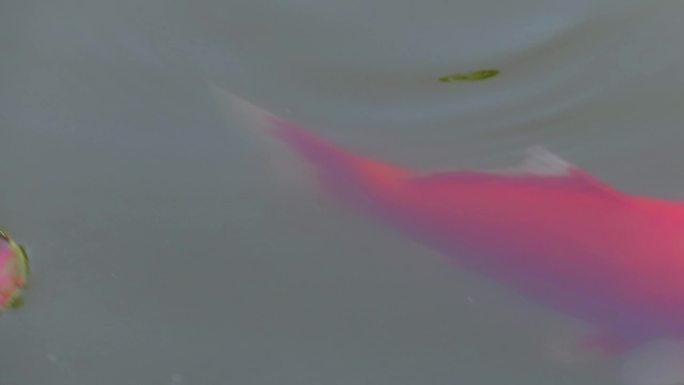 池塘锦鲤吃莲叶