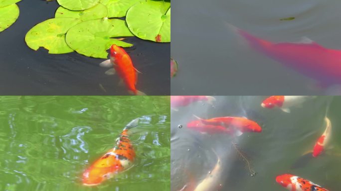 池塘锦鲤吃莲叶