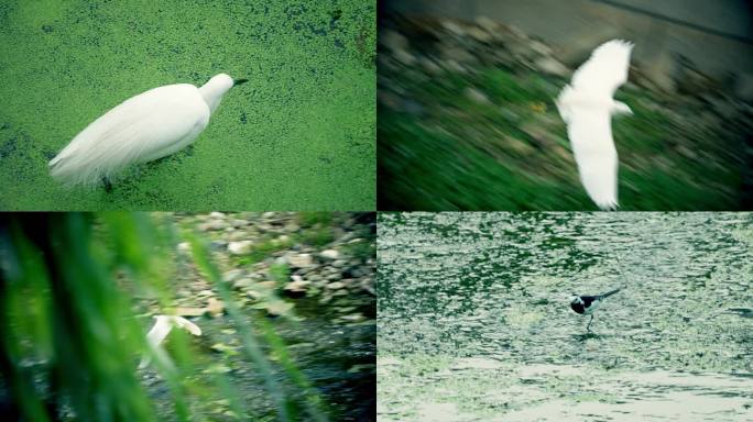 白鹭鸟水中觅食