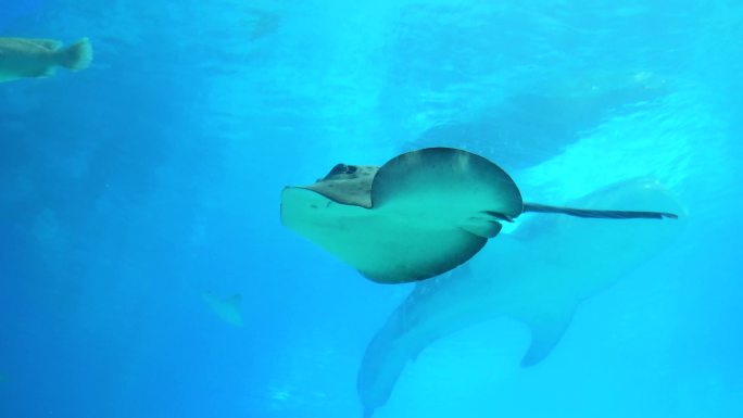 海洋馆海洋生物