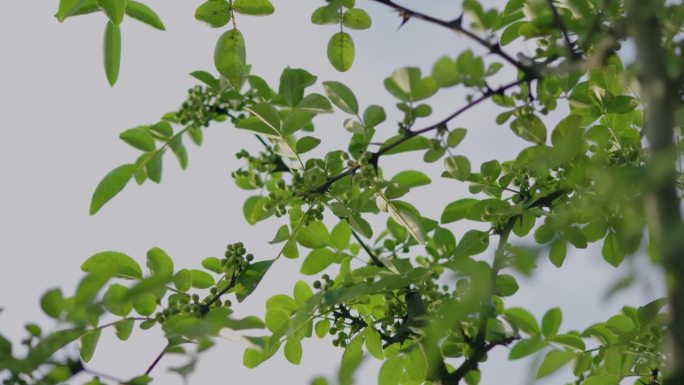 中国花椒树农耕文化生长环境生态