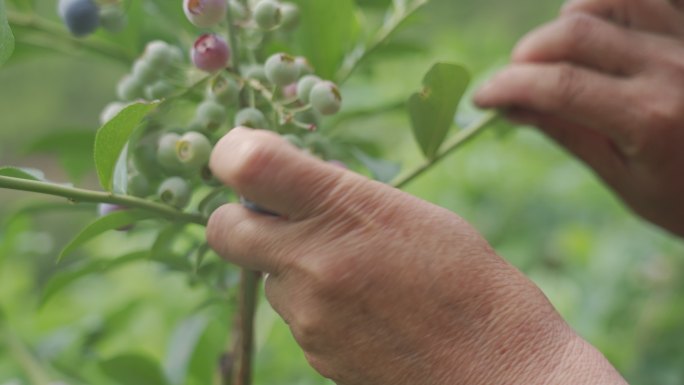 蓝莓树蓝莓果