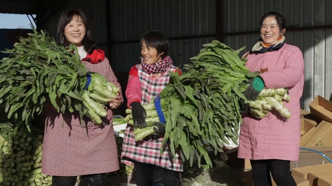 菜农笑脸装菜收菜