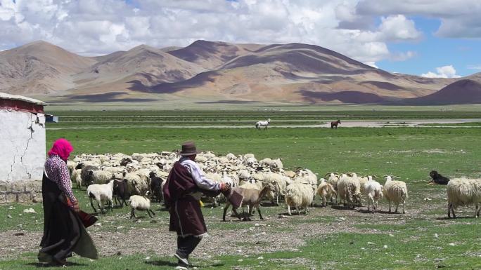 地理 大曲草原 西藏草原新疆草原草原放羊