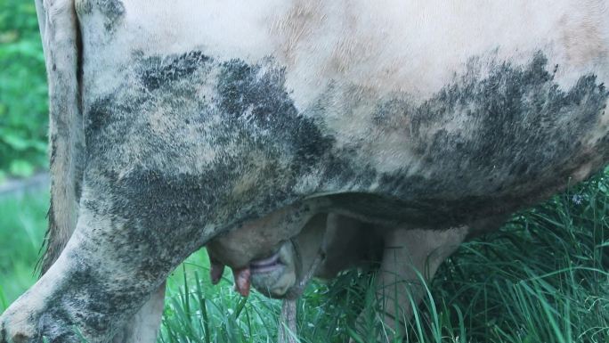 散养黄牛 放养黄牛 养殖 小牛吃奶 6