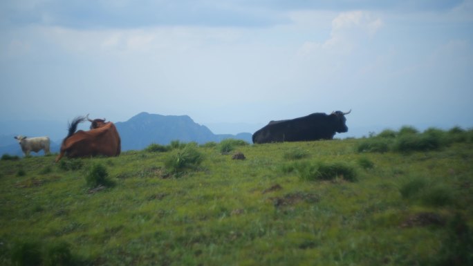 高山