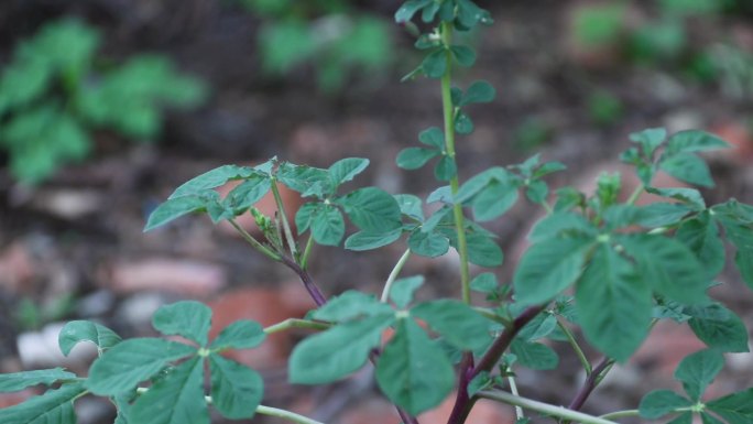 臭花菜 羊角菜 屡析草 猪屎草 五梅草3