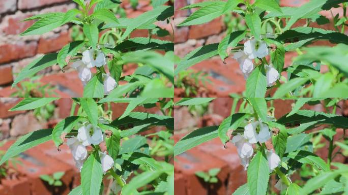 白指甲花、凤仙花、急性子、灯盏花、小桃红