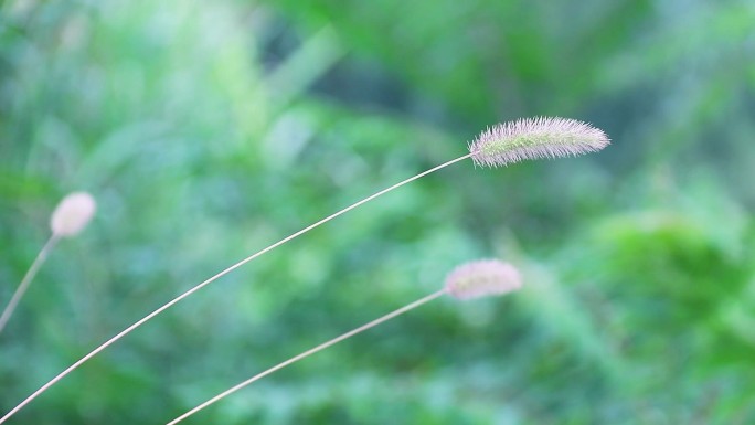 狗尾巴草 阿罗汉草 稗子草 狗尾草