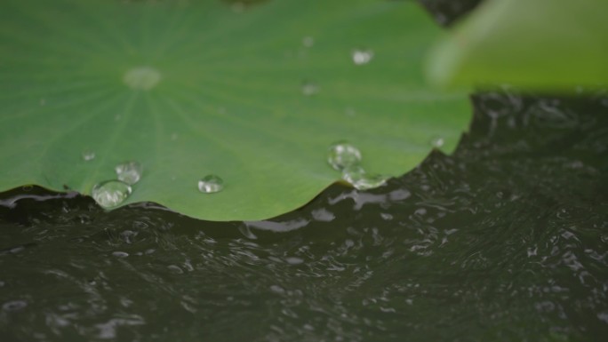 荷叶水花四溅