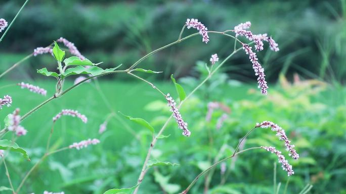 辣蓼草 蓼子草 斑蕉草 梨同草 辣蓼花9