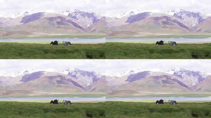 理塘畜牧业 西藏畜牧业 放牧 牦牛