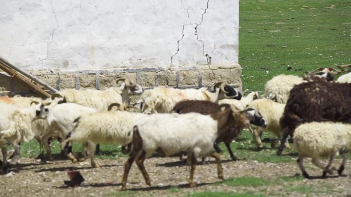 呼伦贝尔 羊群 湿地 野生动物 环保