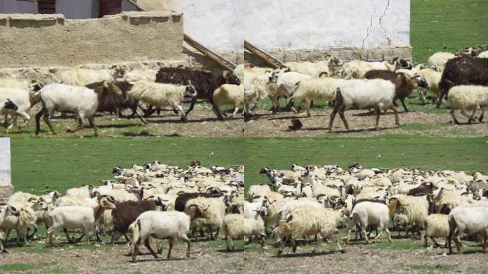 呼伦贝尔 羊群 湿地 野生动物 环保