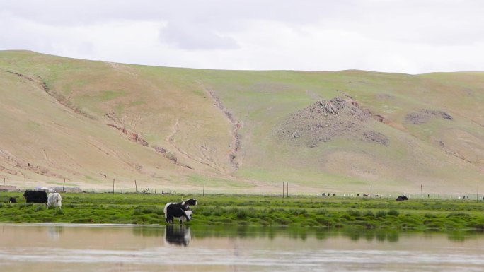 河边放牛 流水 湖水 西藏高原 湿地