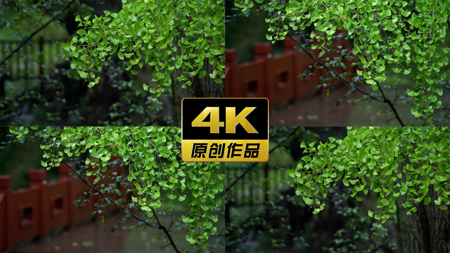【4K】雨中的银杏