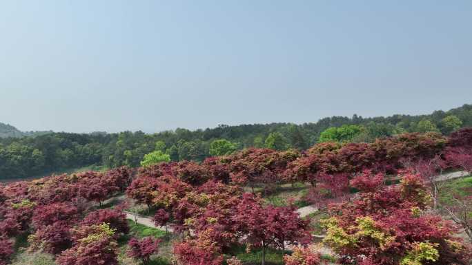 重庆市巴南区南湖多彩植物园