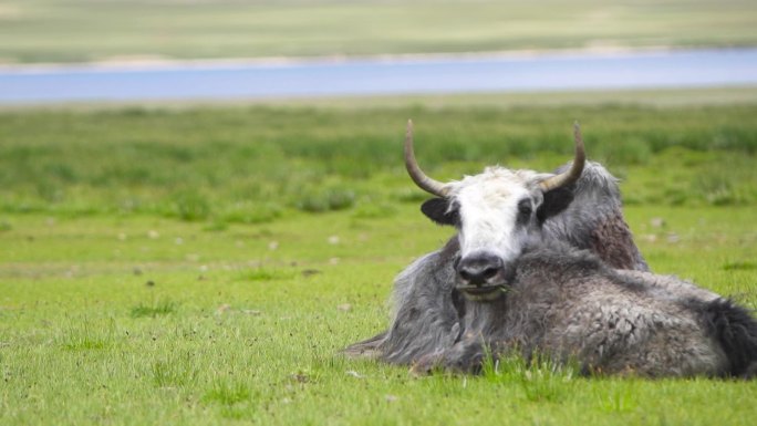 高原 大山 山区 西藏 高原 草原 牦牛