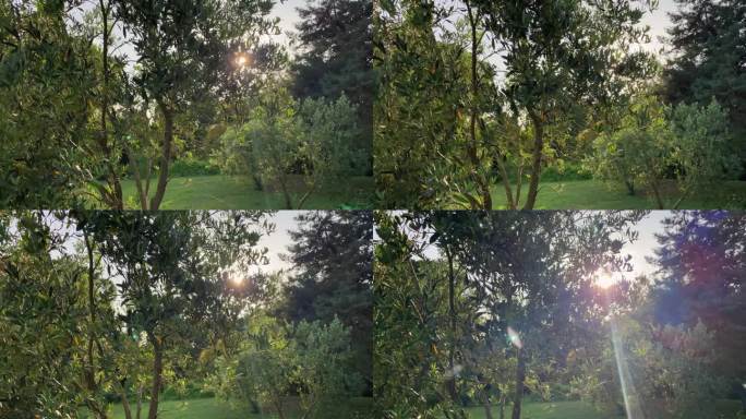 背景是橄榄叶和阳光。太阳耀斑穿过橄榄树
