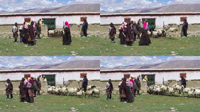 羊羔 羊吃草 牛羊成群牛羊 牧场肉羊交易