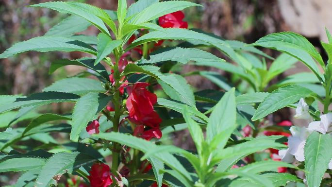 红指甲花、凤仙花、急性子、灯盏花、小桃红