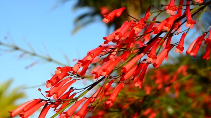 松叶，秋菖蒲(Penstemon pinifolius,Beardtongue)红色的花朵在蓝色的天
