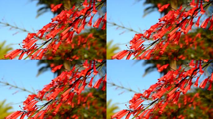 松叶，秋菖蒲(Penstemon pinifolius,Beardtongue)红色的花朵在蓝色的天