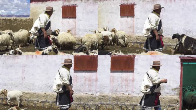 抓羊 羊羔 羊吃草 牛羊成群牛羊牧场肉羊