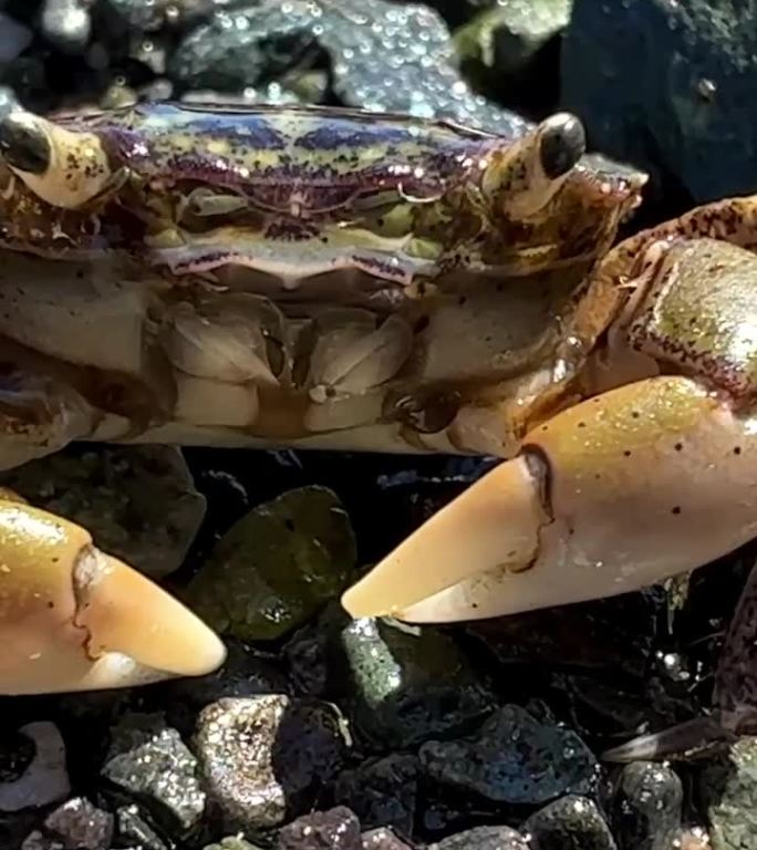 微距视频螃蟹坐在那里，爪子咔嗒作响，保护自己不受摄像机的干扰，它的嘴在移动，触角在腿上的毛发是可见的