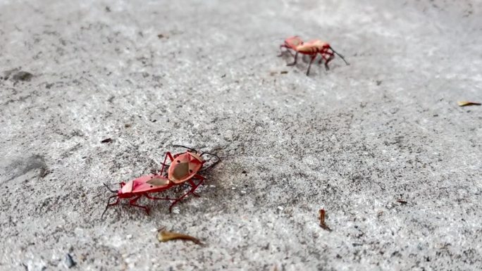 一群红虫，红虫的繁殖