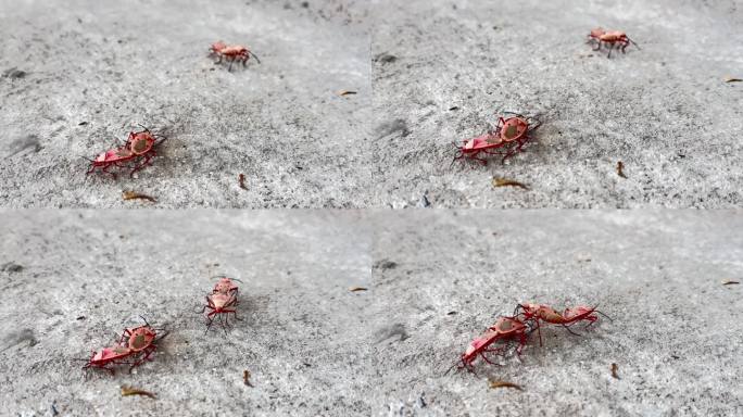 一群红虫，红虫的繁殖