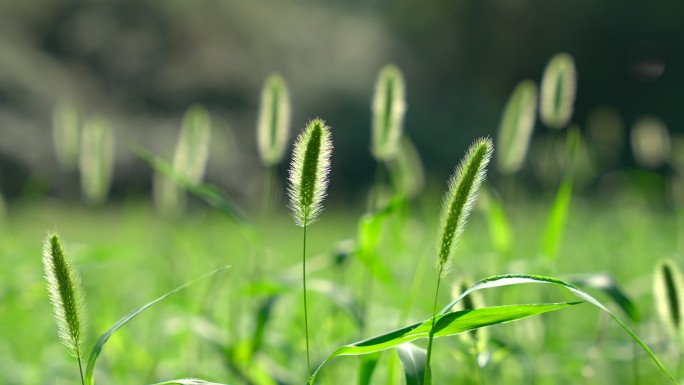 狗尾巴草