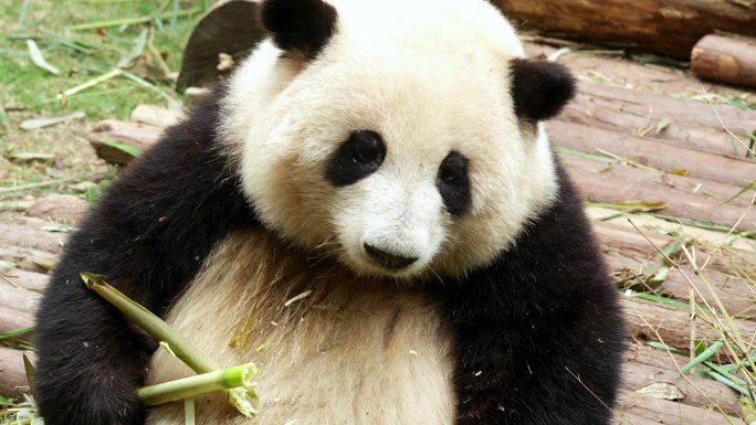 熊猫吃竹子近距离