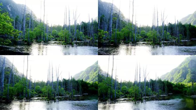 7月，上高知县，明真山至600山，清晨的Dakesawa沼泽地全景