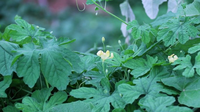 苦瓜花 小黄花 2